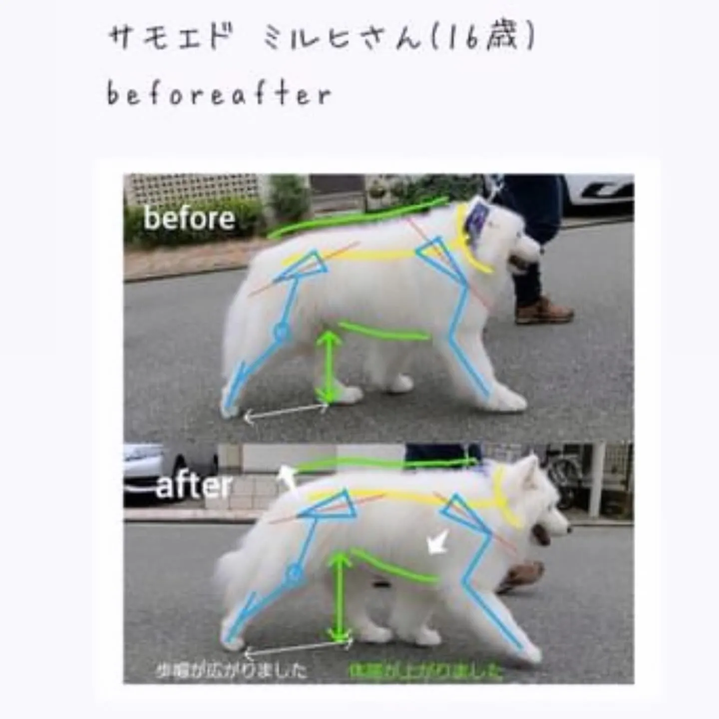 わんLab.  犬の整体あるーく様　コラボイベント